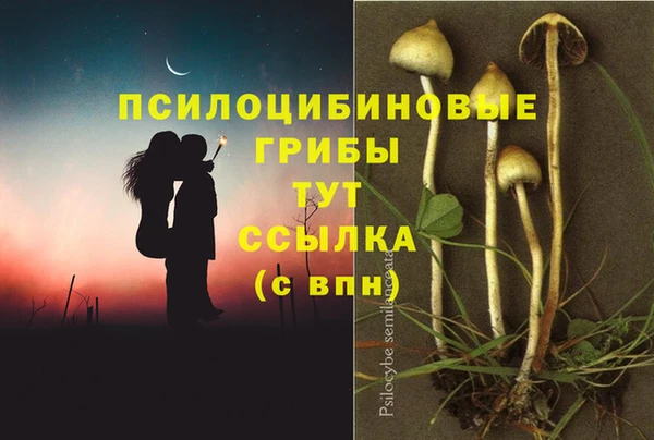 индика Гусев